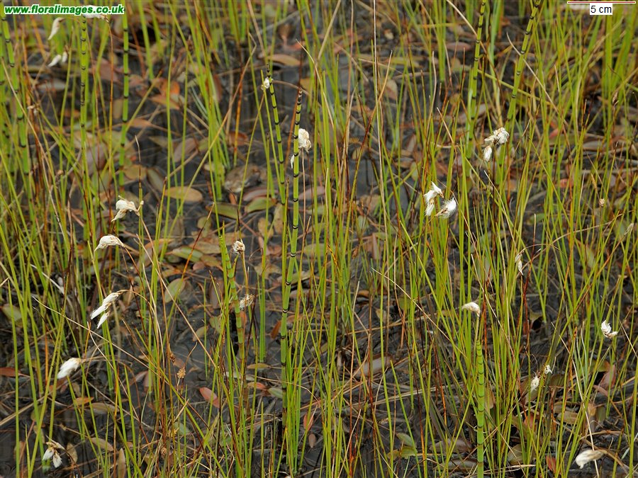 Eriophorum gracile