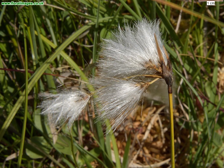 Eriophorum latifolium