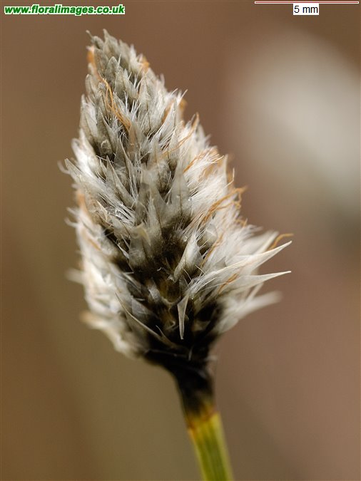 Eriophorum vaginatum