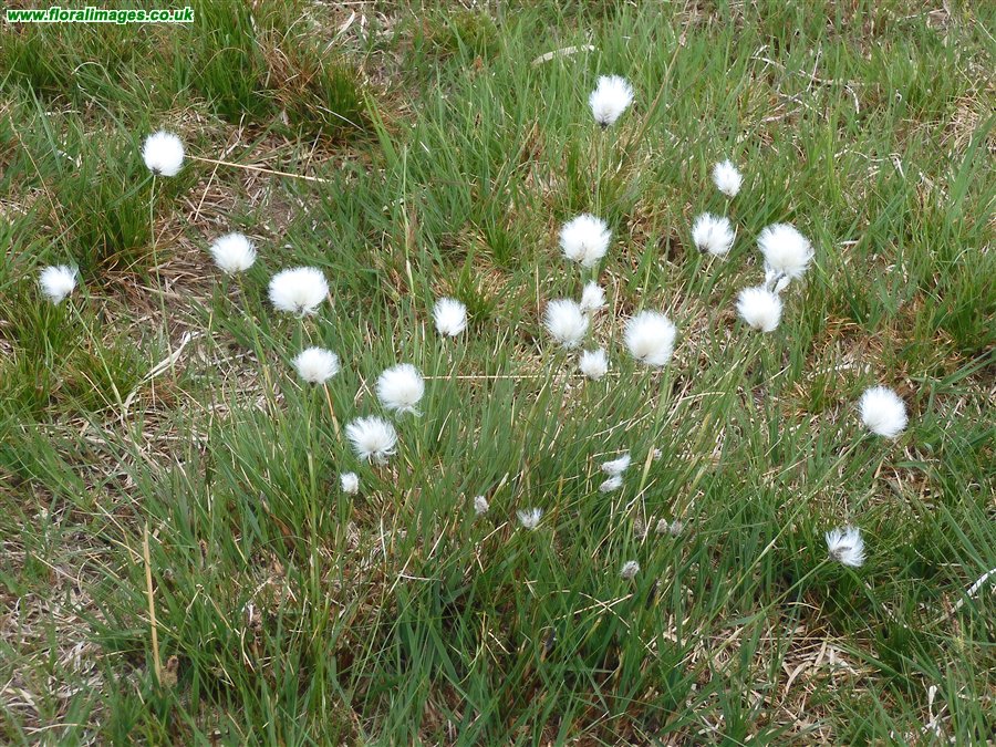 Eriophorum vaginatum