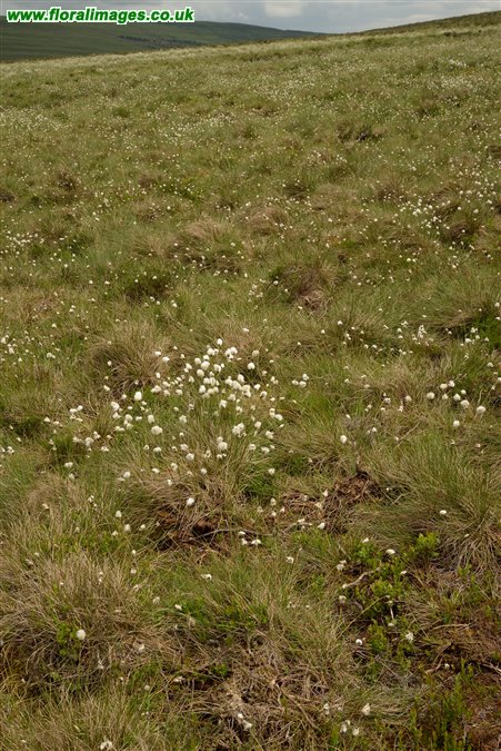 Eriophorum vaginatum