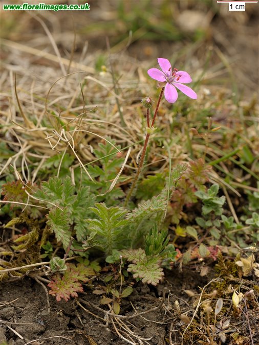 Erodium cicutarium