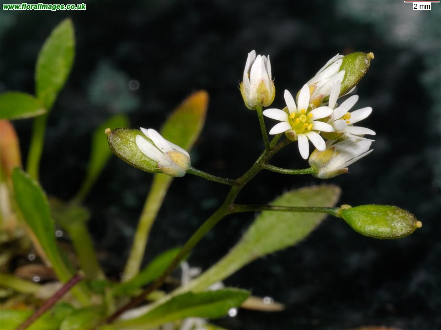 Erophila glabrescens