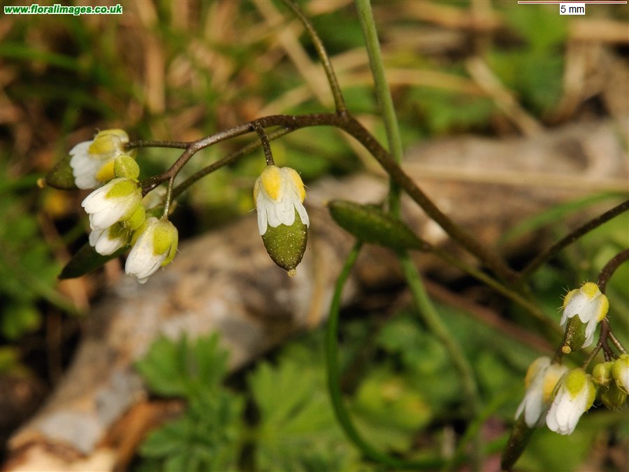 Erophila verna