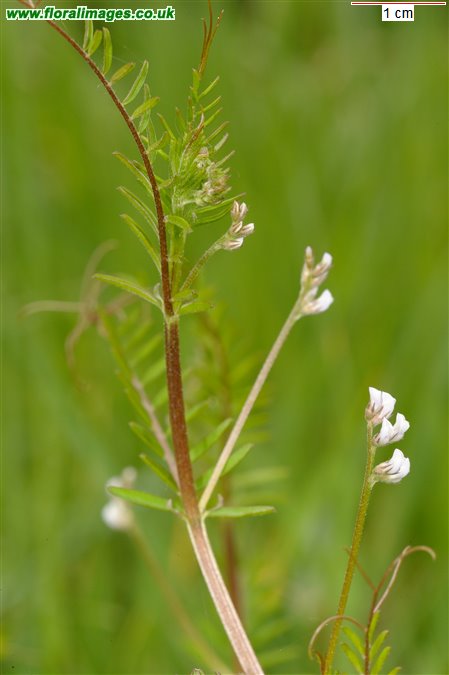 Ervilia hirsuta