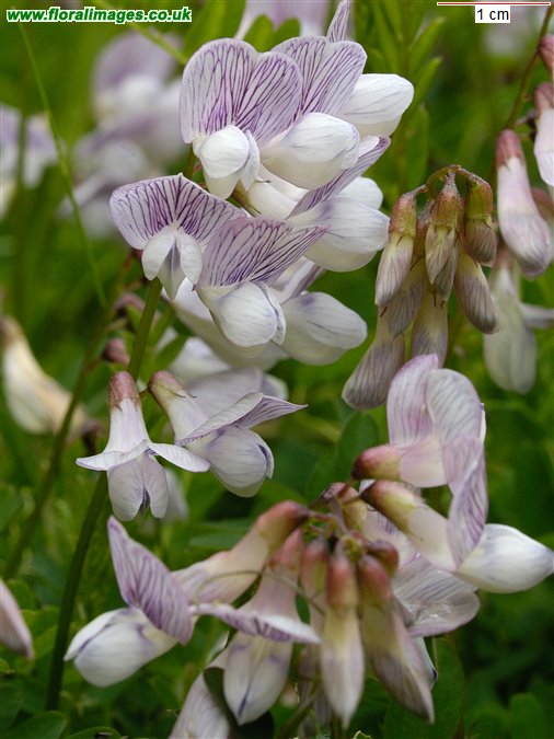 Ervilia sylvatica