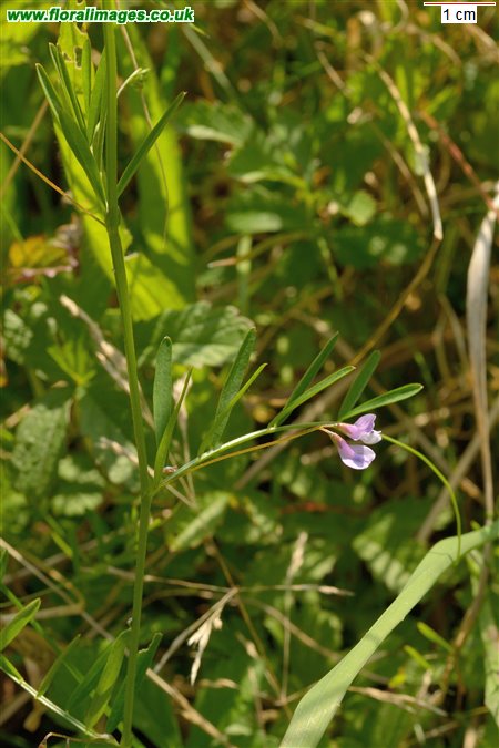 Ervum tetraspermum