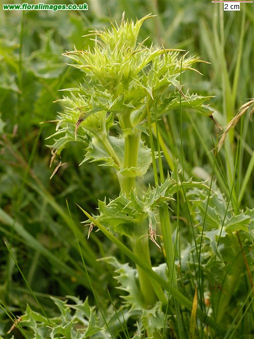 Eryngium campestre