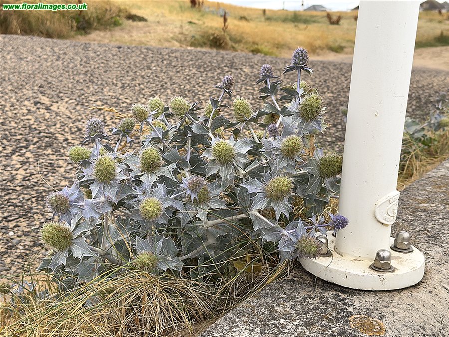 Eryngium maritimum