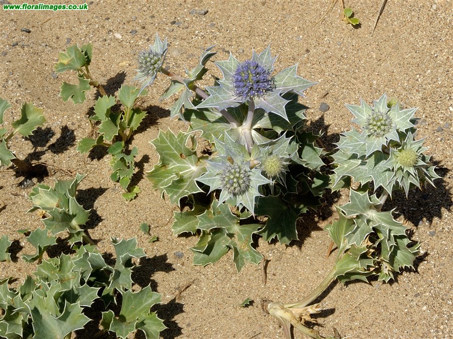 Eryngium maritimum