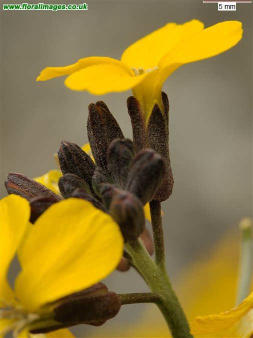 Erysimum cheiri