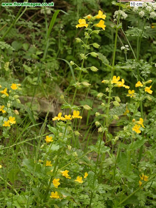 Erythranthe guttata
