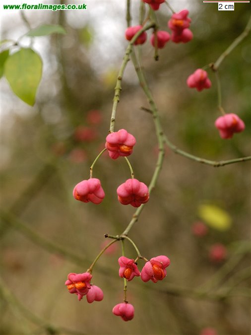 Euonymus europaeus