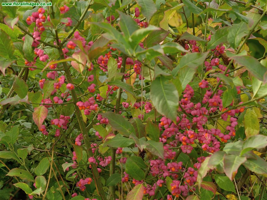 Euonymus europaeus