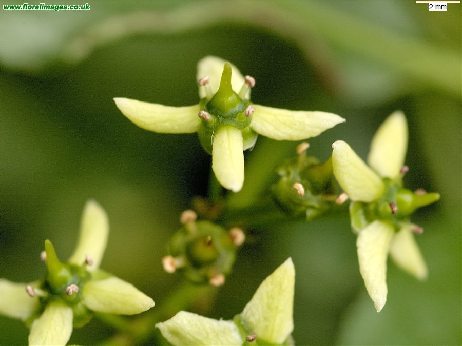 Euonymus europaeus