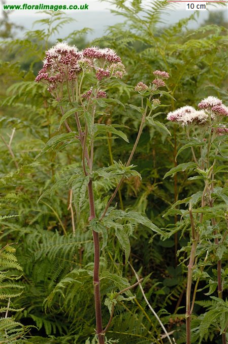 Eupatorium cannabinum