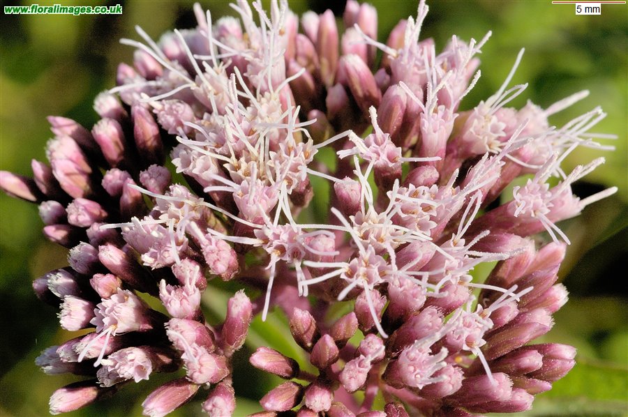 Eupatorium cannabinum