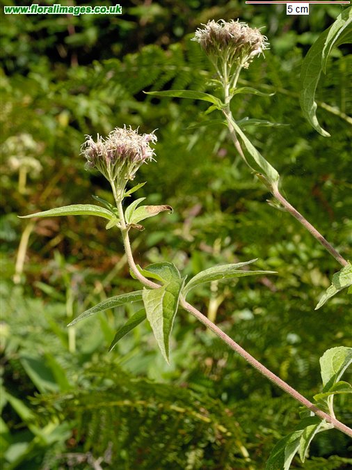 Eupatorium cannabinum