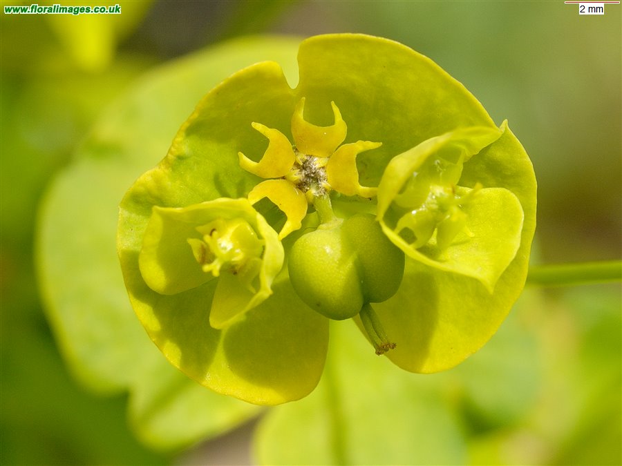 Euphorbia amygdaloides