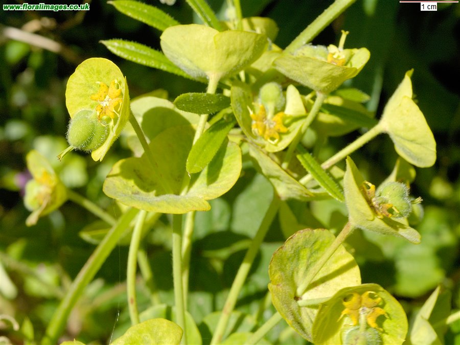 Euphorbia characias