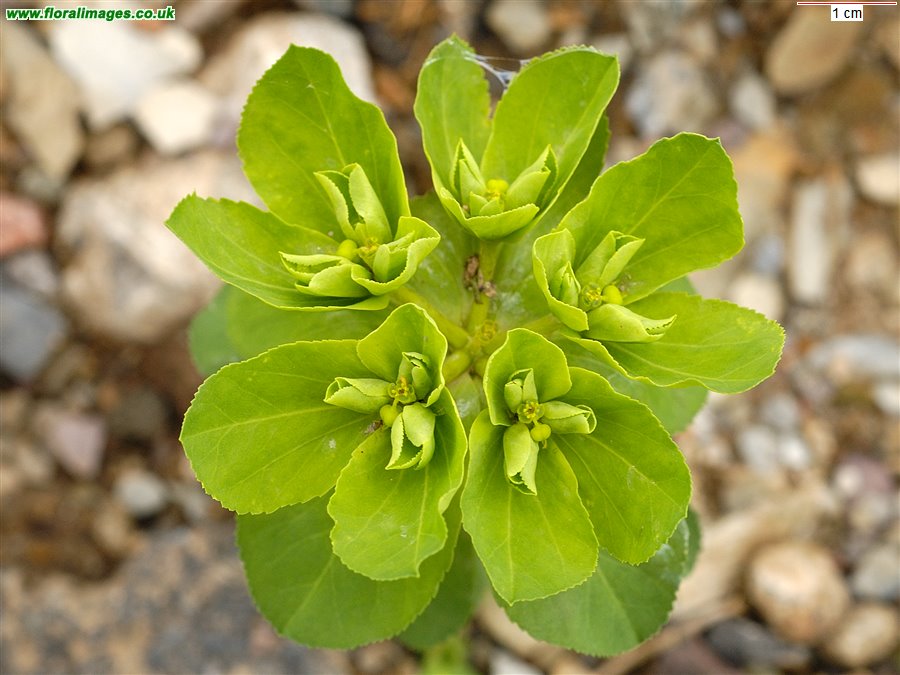 Euphorbia helioscopia