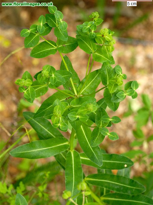 Euphorbia hyberna