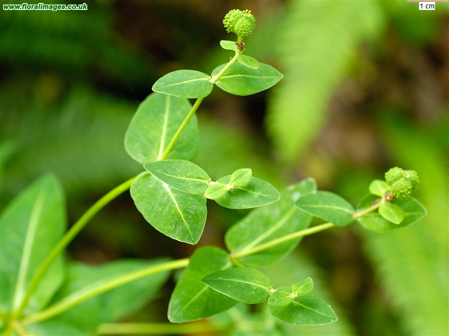 Euphorbia hyberna