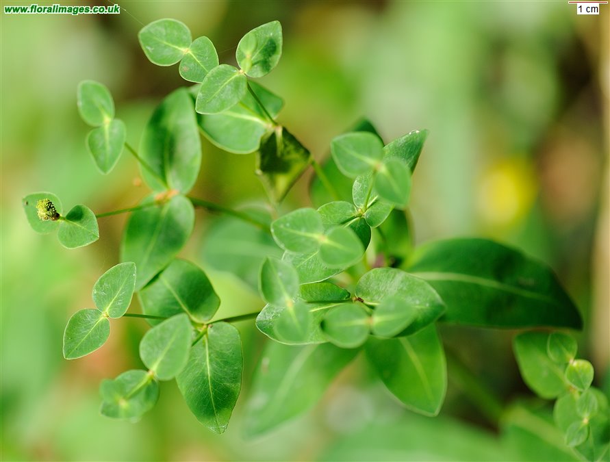 Euphorbia hyberna