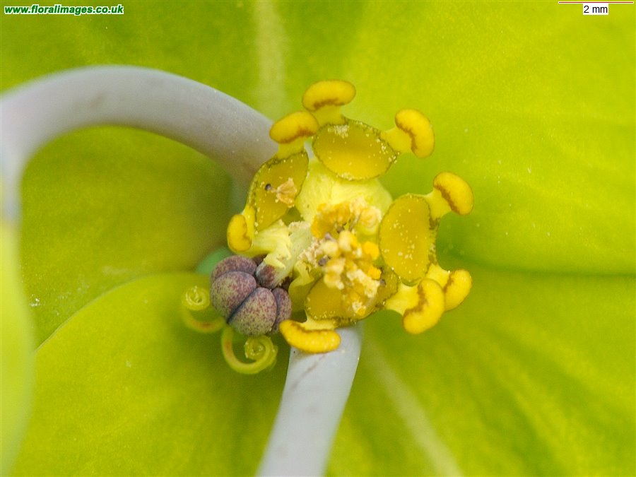 Euphorbia lathyris