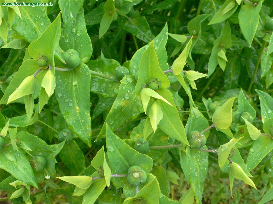 Euphorbia lathyris