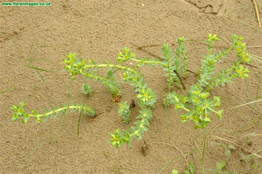 Euphorbia paralias