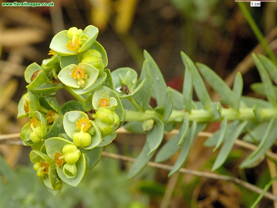 Euphorbia paralias