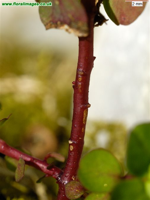 Euphorbia peplus