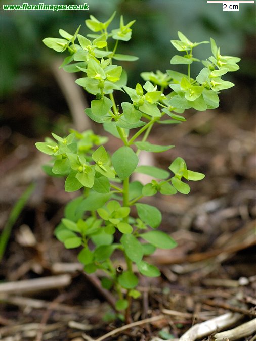 Euphorbia peplus