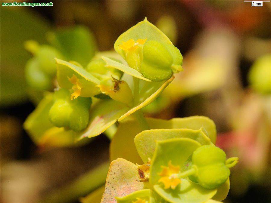 Euphorbia portlandica
