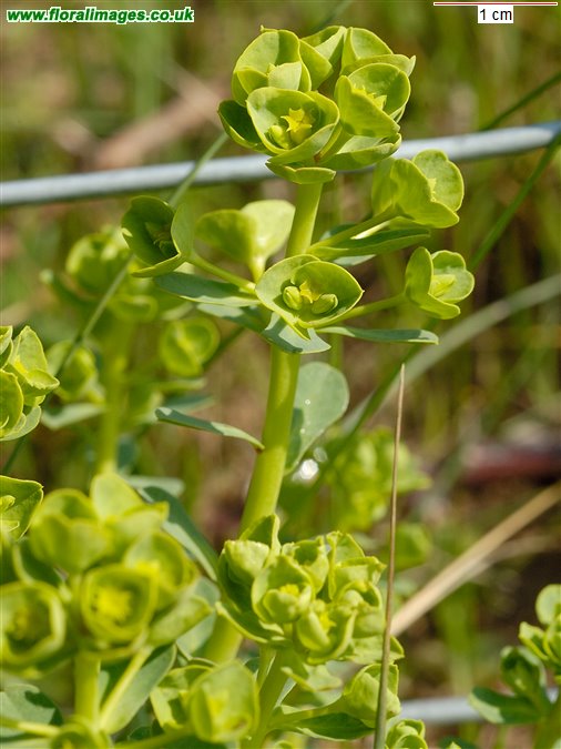 Euphorbia portlandica