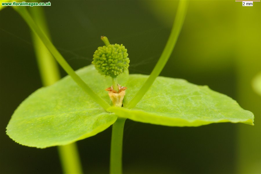 Euphorbia stricta