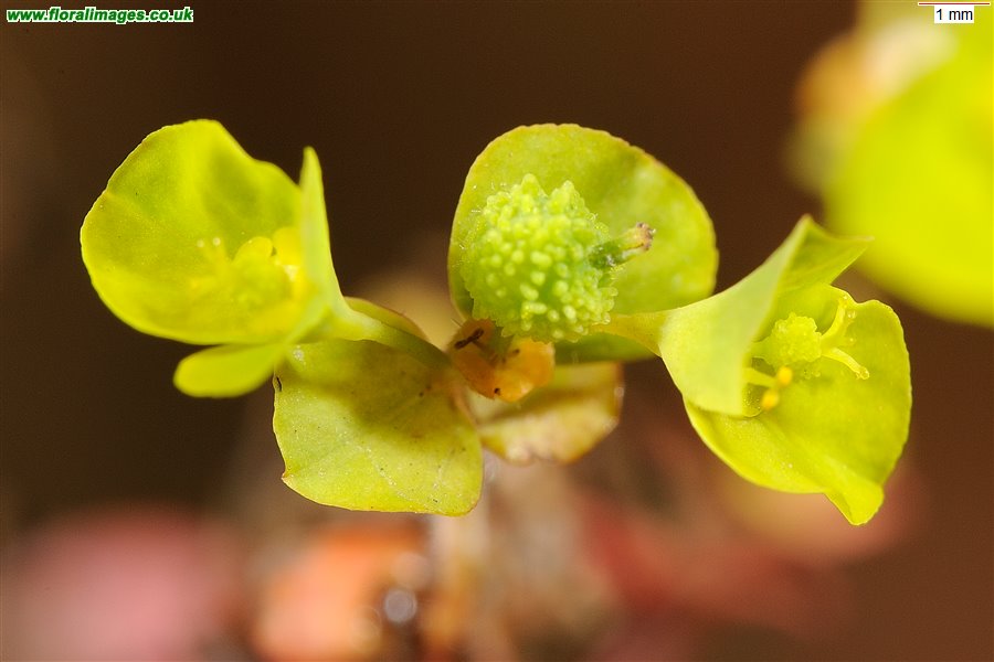 Euphorbia stricta