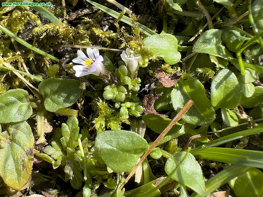 Euphrasia arctica