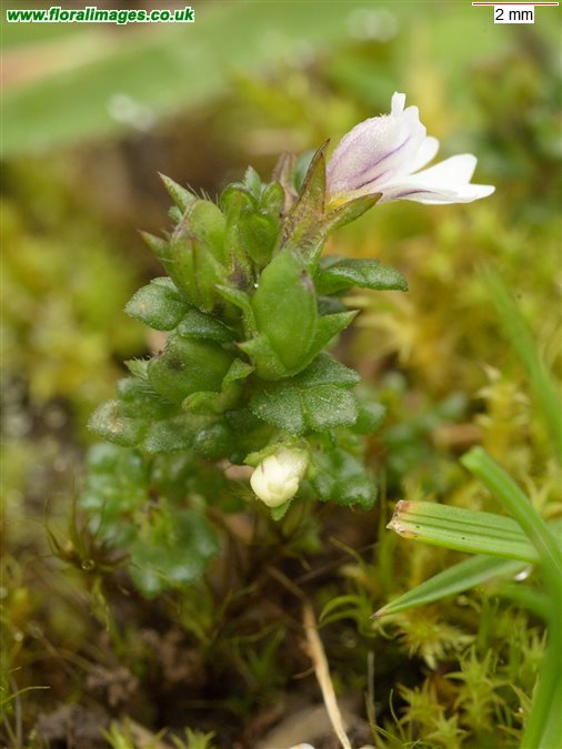Euphrasia ostenfeldii