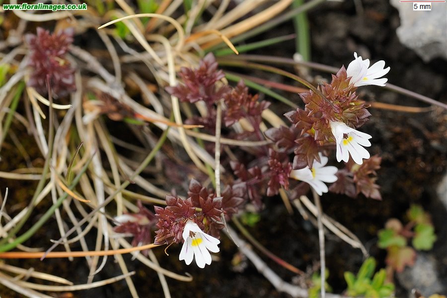 Euphrasia salisburgensis