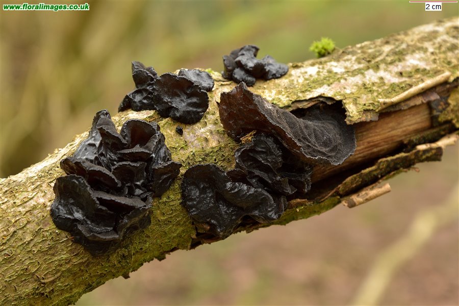 Exidia glandulosa