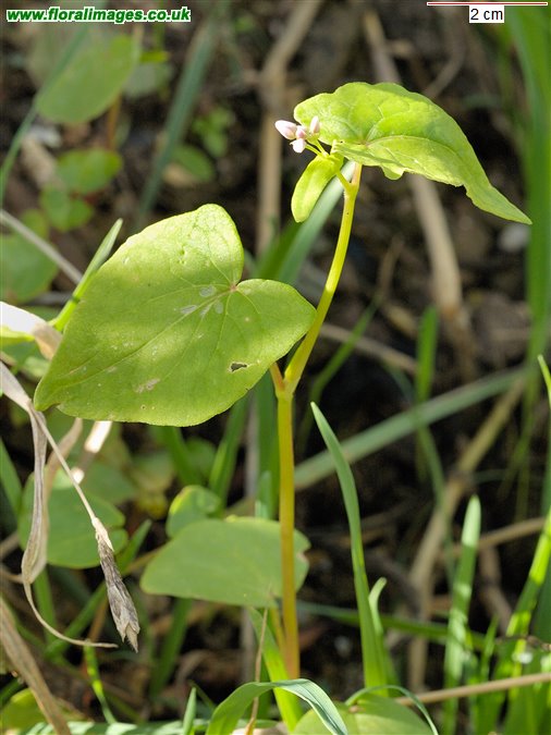 Fagopyrum esculentum