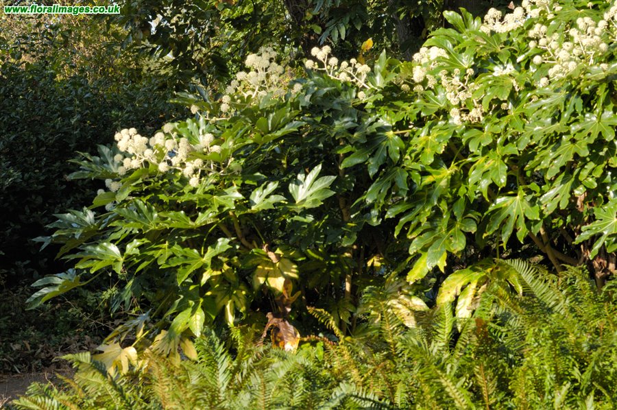 Fatsia japonica