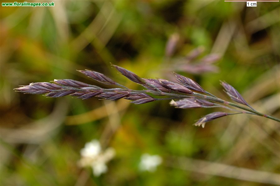 Festuca ovina