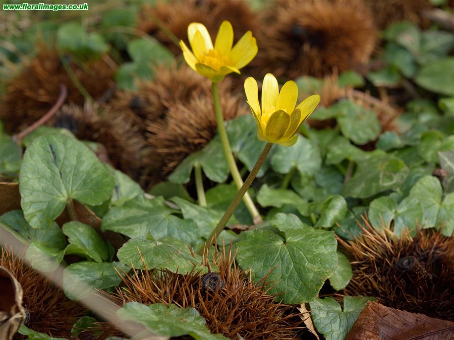 Ficaria verna