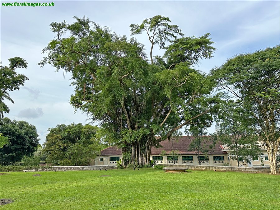 Ficus benghalensis