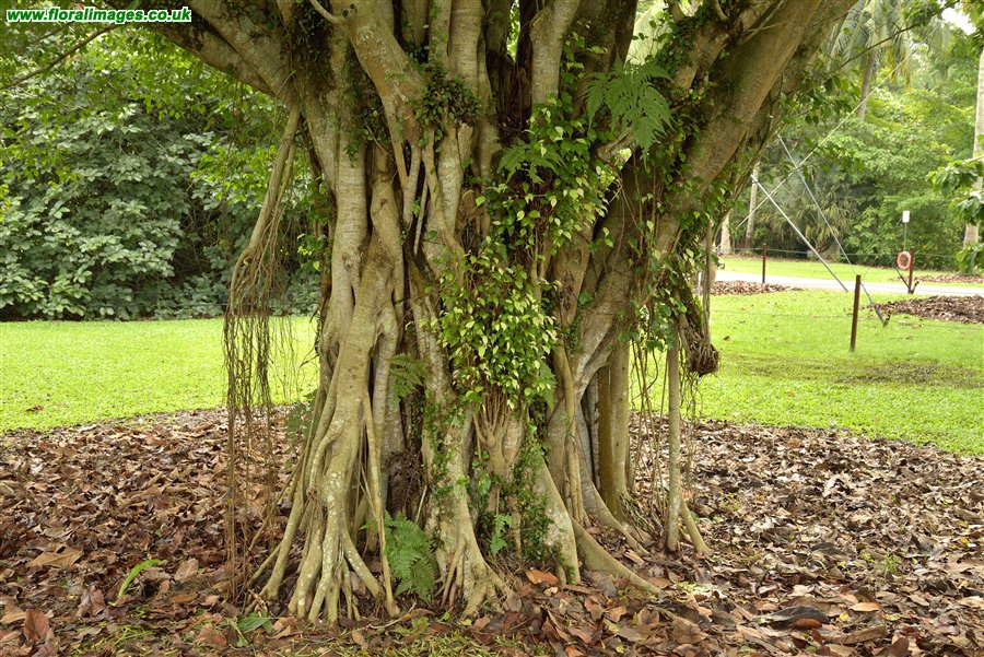 Ficus benjamina