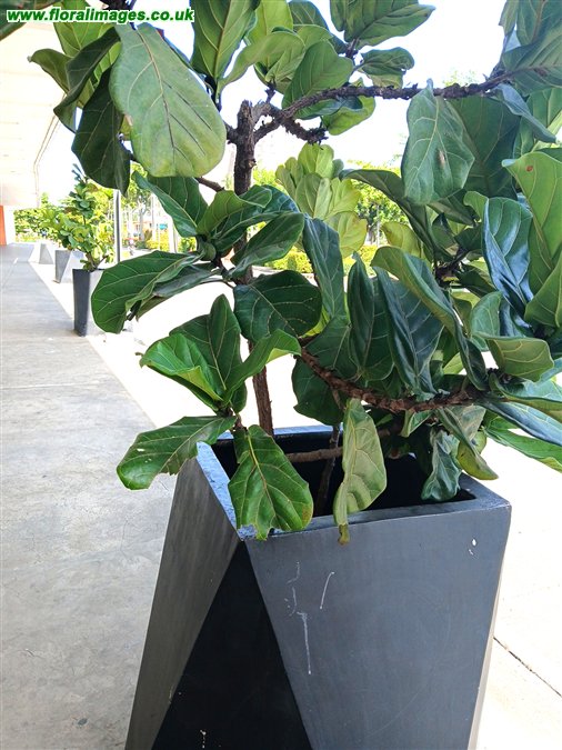Ficus lyrata
