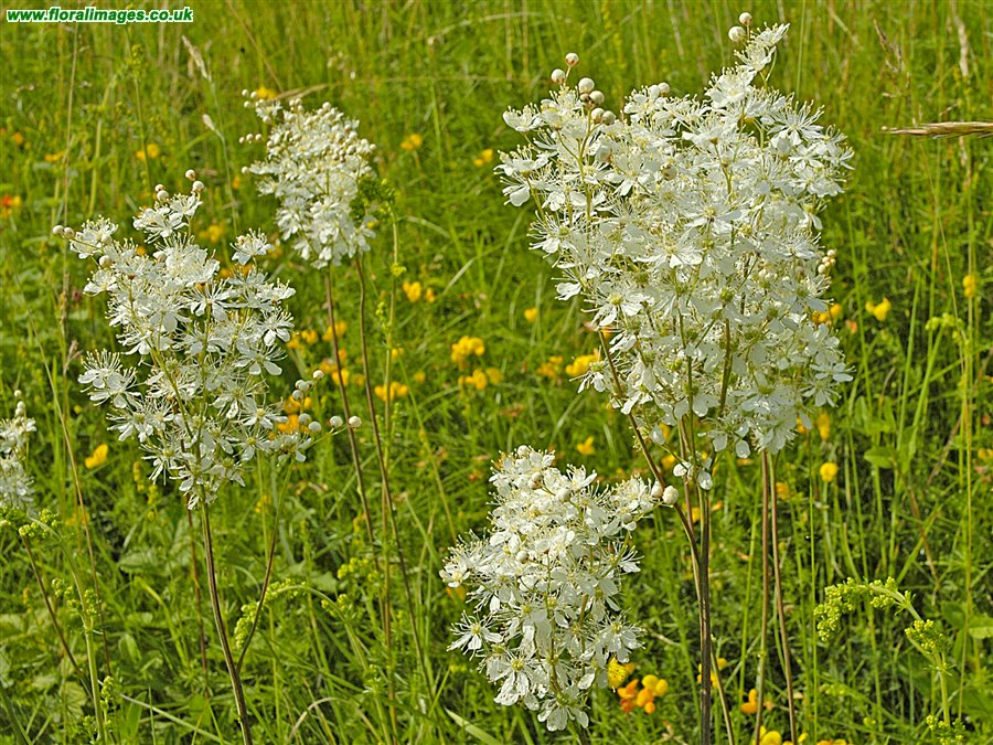 Filipendula vulgaris